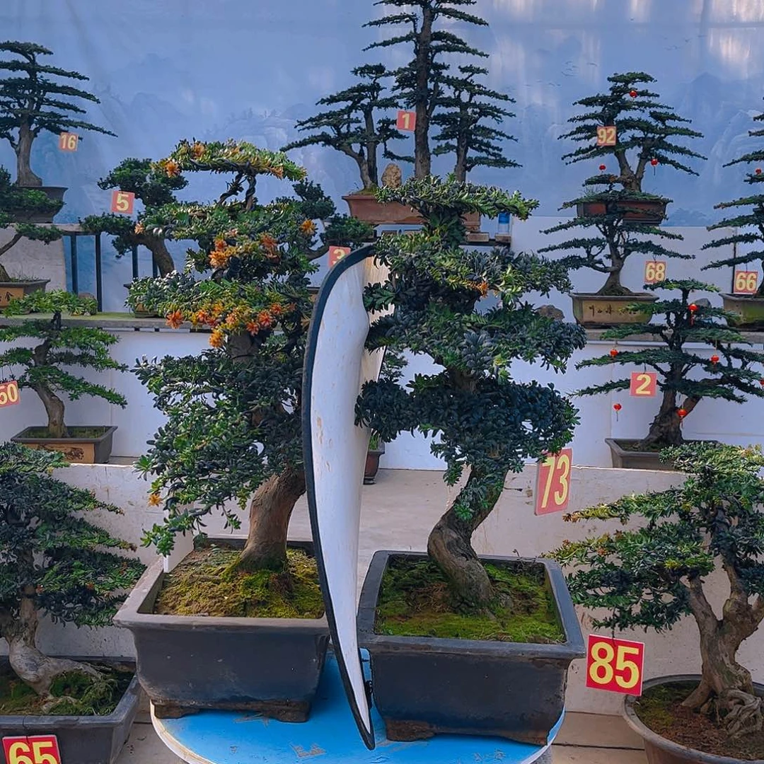 草***根无花朵老桩老盆罗汉松