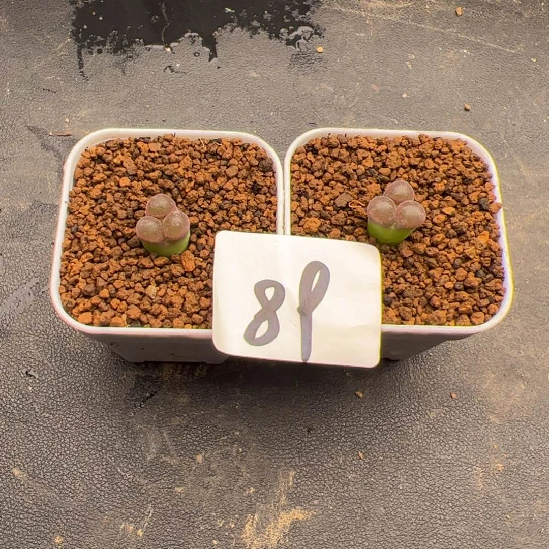 三**?6.5风铃多肉植物89