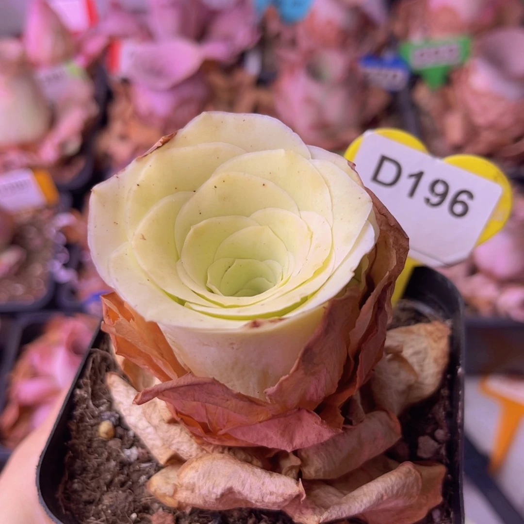 Y****?山地玫瑰一物一拍D196