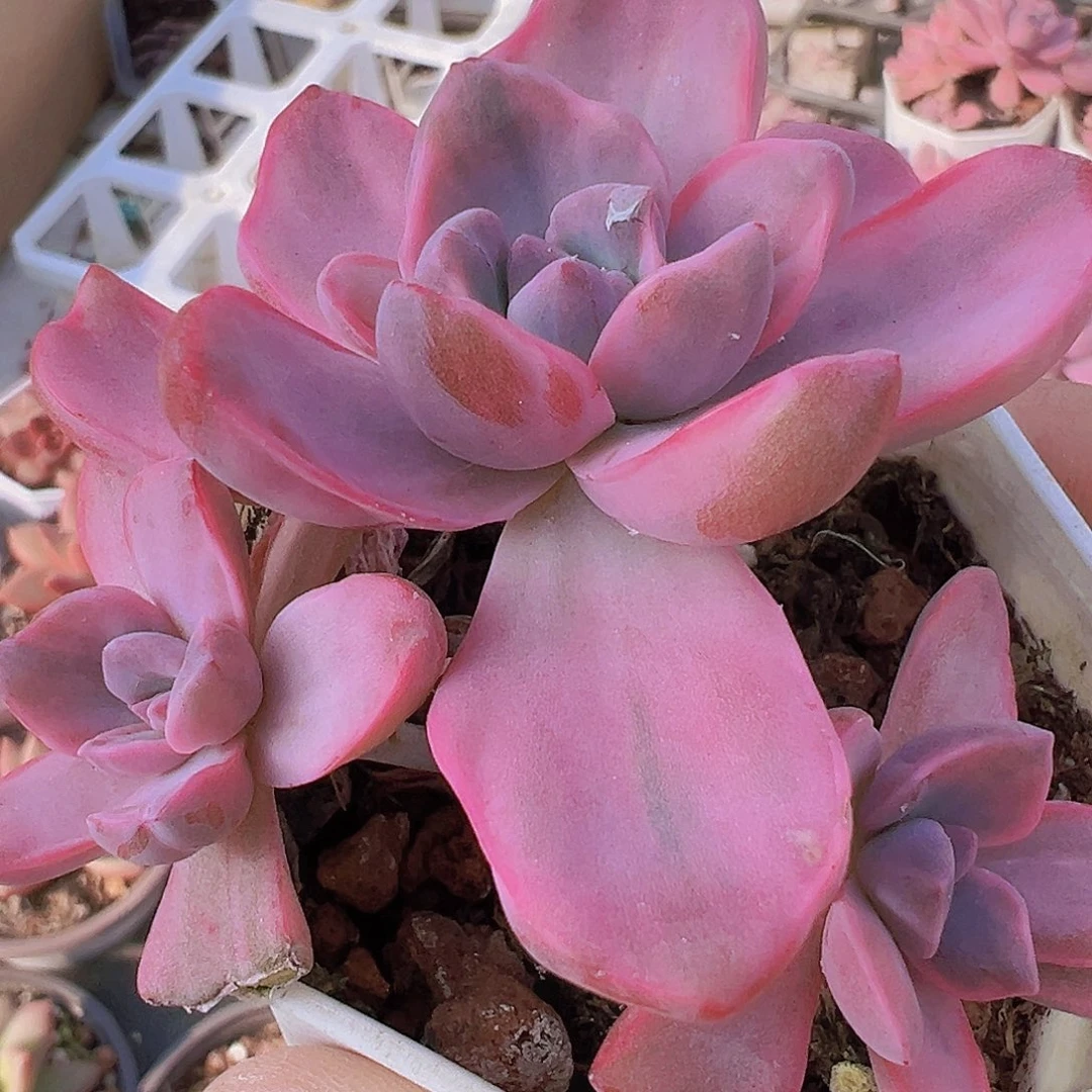 彩虹糖群19包邮多肉