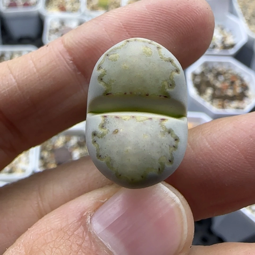 344饼干清框福利30包邮