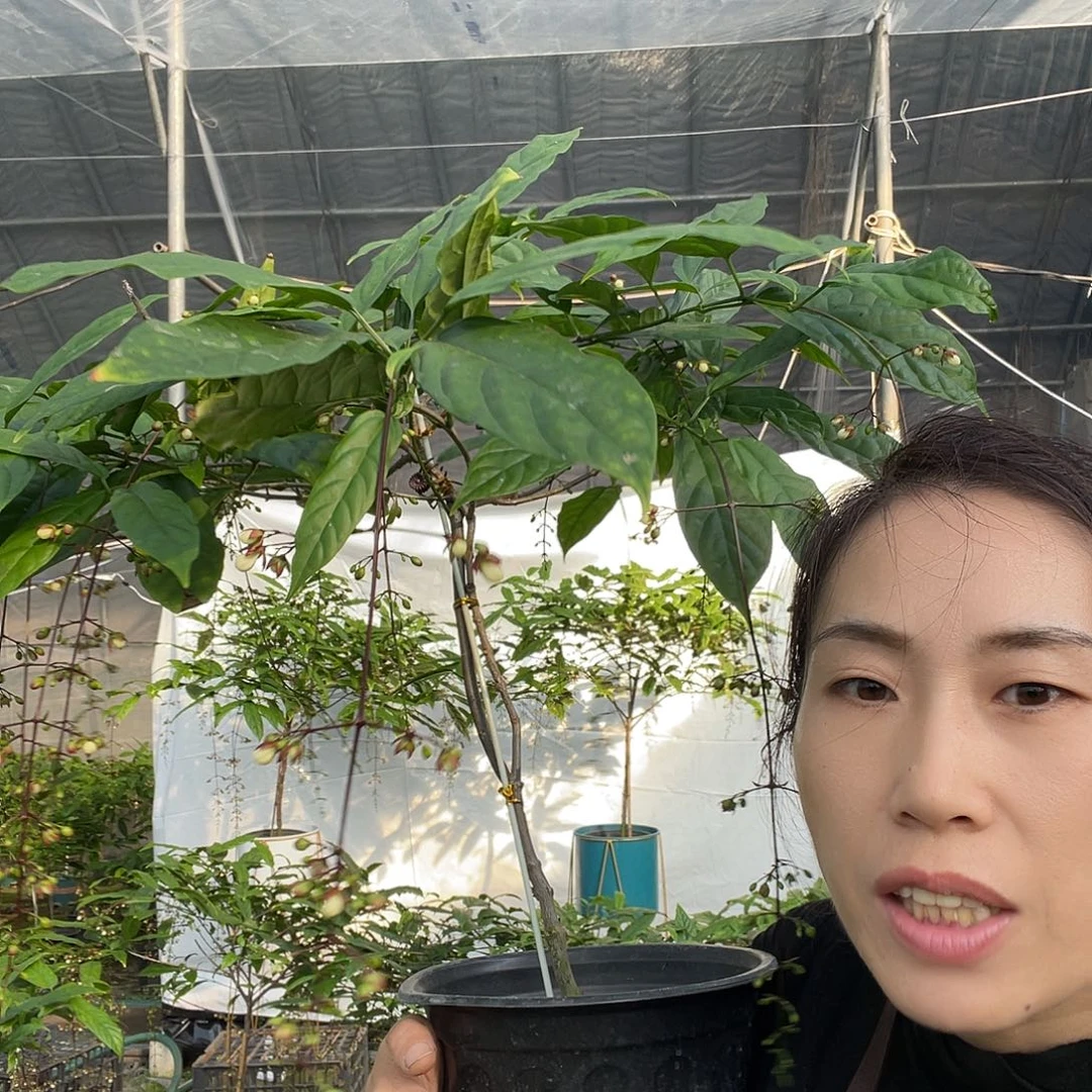 无花朵垂丝茉莉中颗一盆
