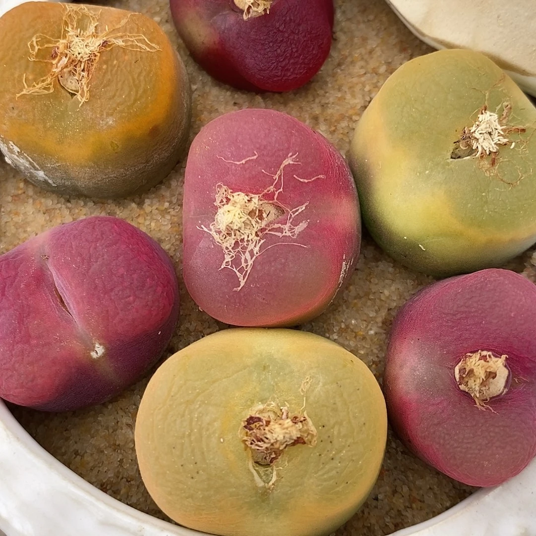 2245彩蟠桃母本一组。