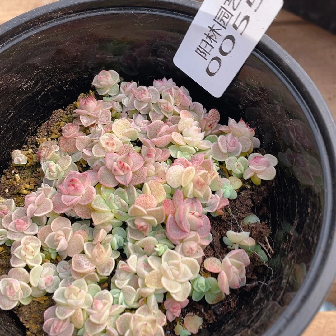 多肉植物多肉植物55