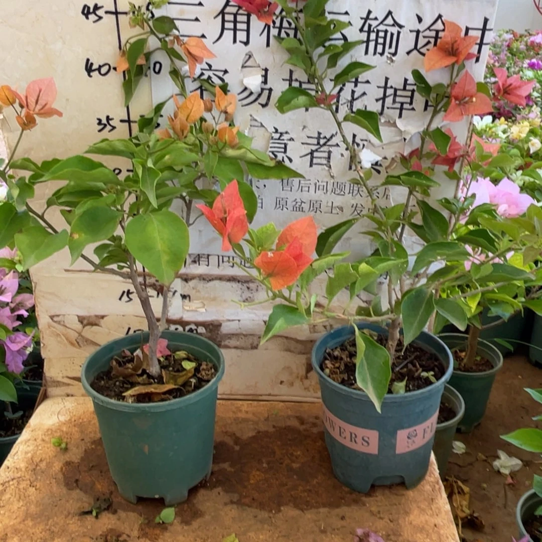 梧***阳当前无花栽培后可以开花1-4418