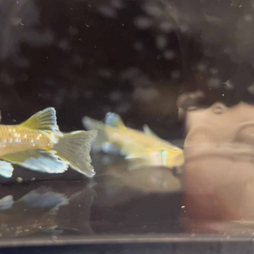 青鳉鱼232奶酪真长鳍一对