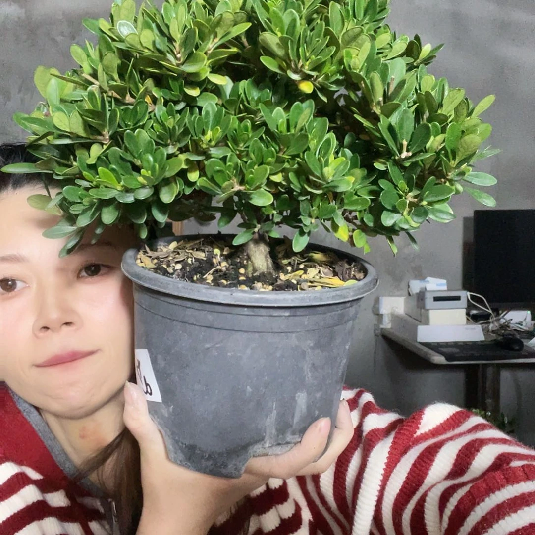 无花朵少*栀子花香