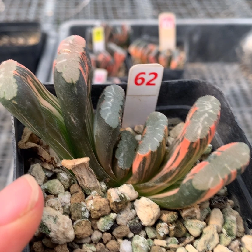【闪购商品】62赤班