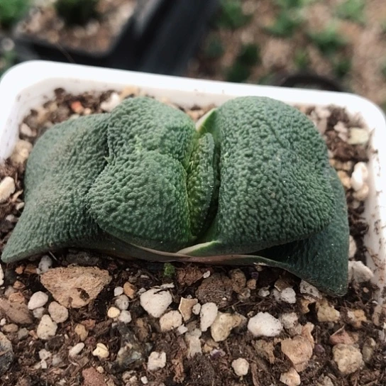 实生军配蜗牛带盆发货