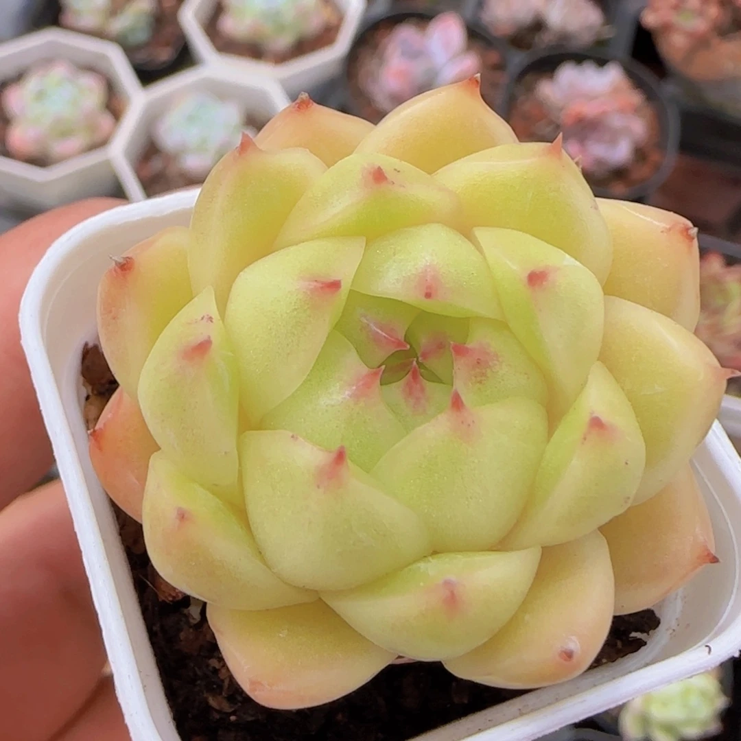 麦秆精控一物一拍