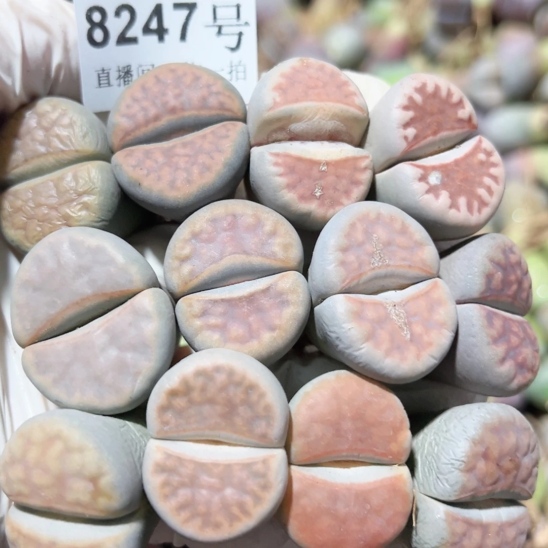 8247 好养易活生石花大母本12个2.5cm左右有点长腿有点干特价处理