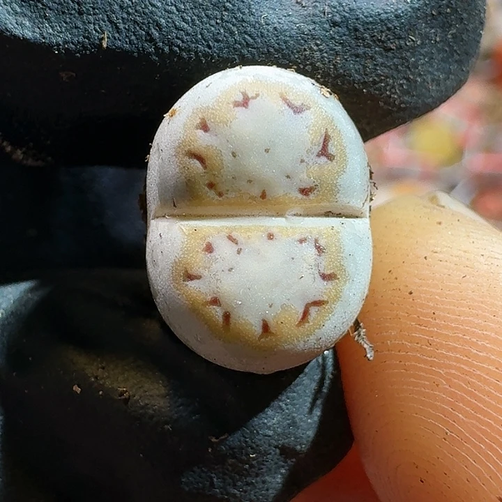 落***海生石花11111111。    301