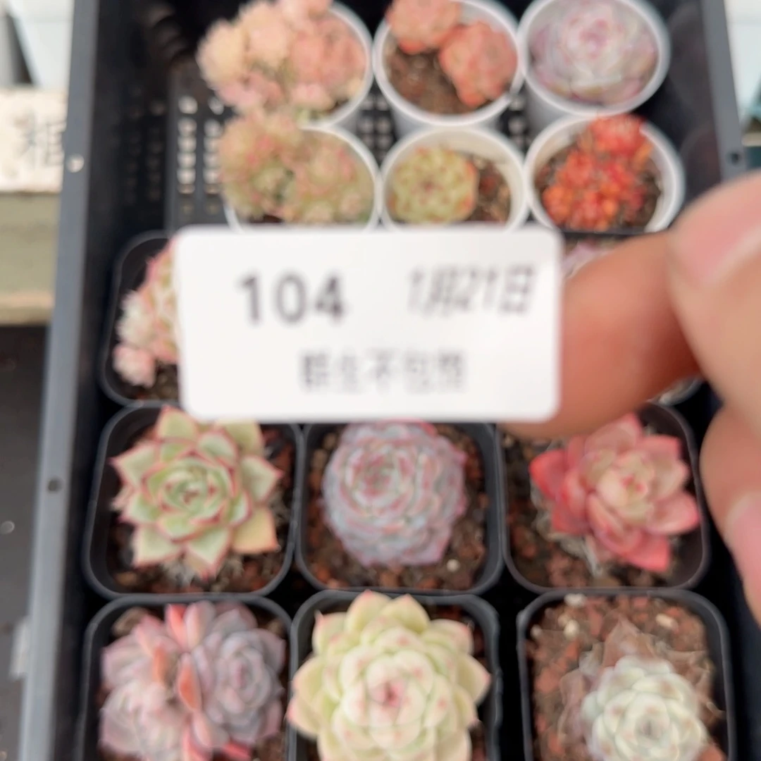 框拍框拍0121-104