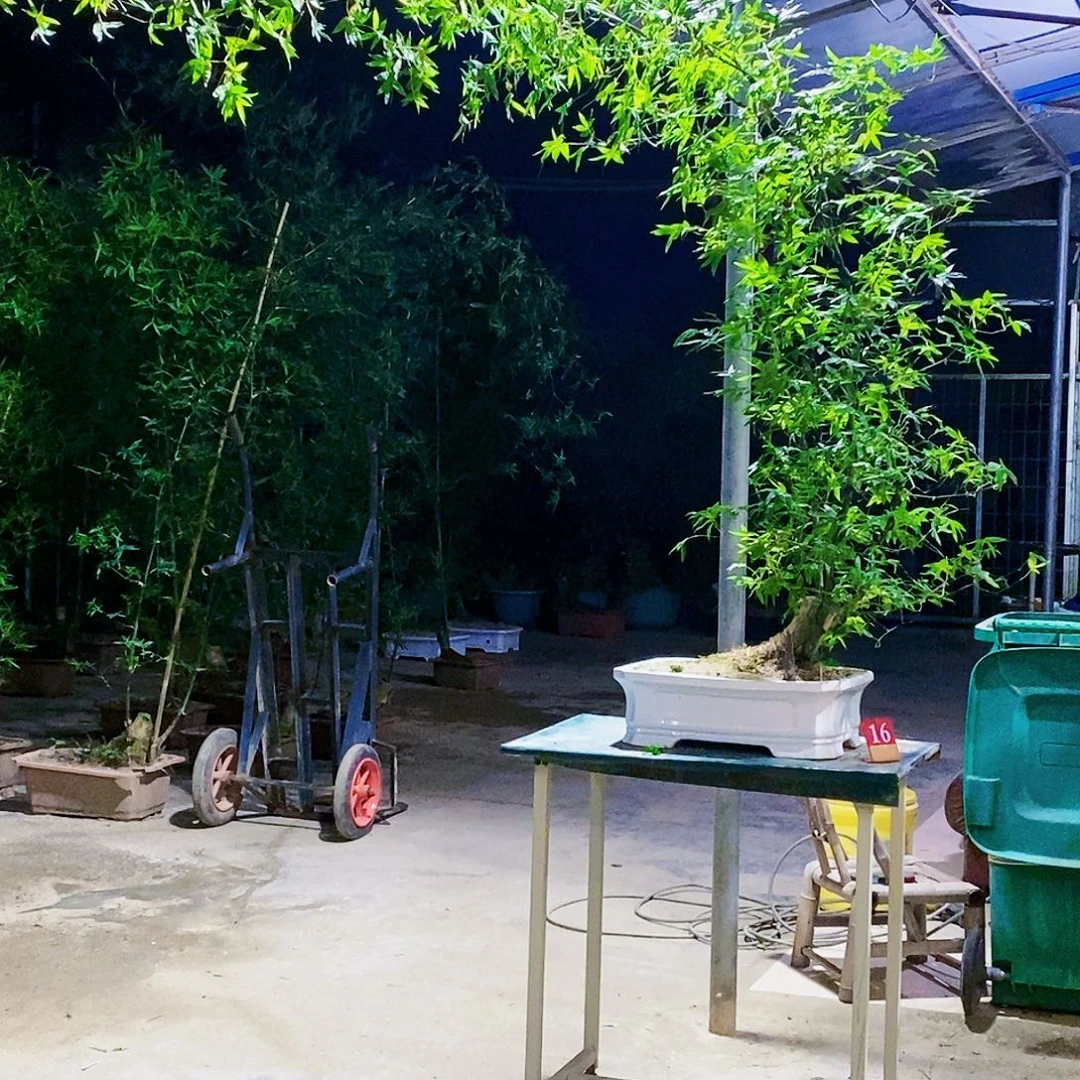 邯***居小叶簕竹一物一拍