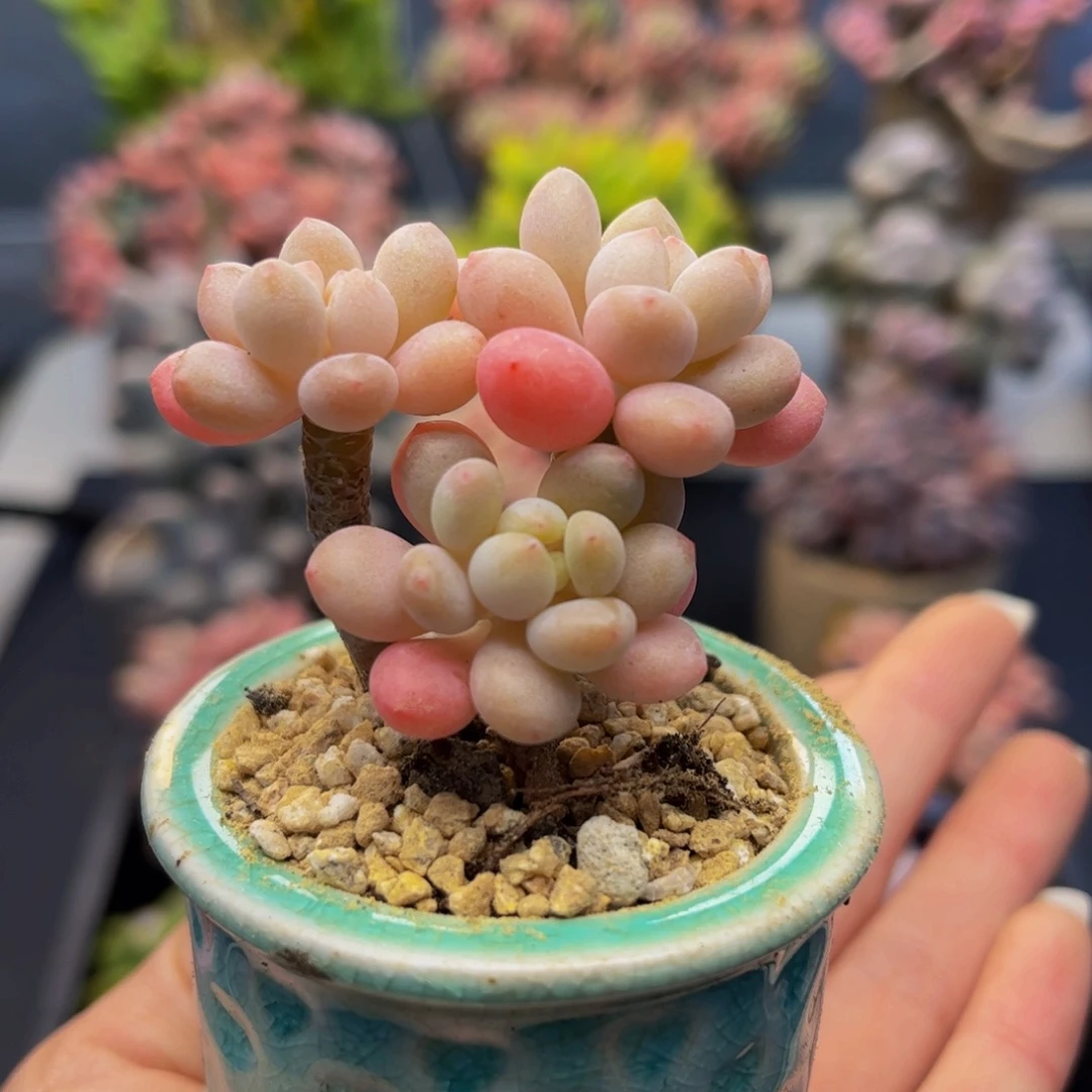 1349-鱼子酱多肉3cm