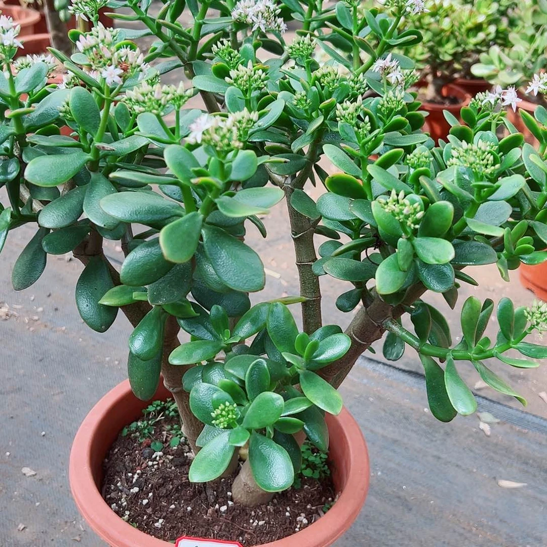 依***恋稀有韩国紫叶带土球发货0916