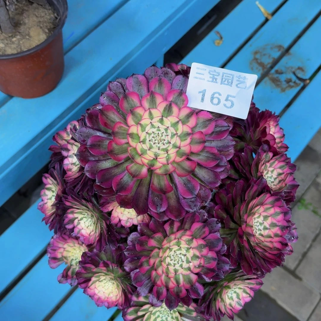 多肉植物165红铜白