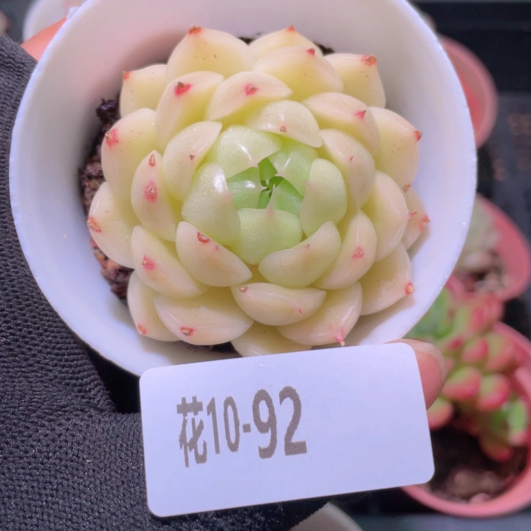 花利美10-92麦秆