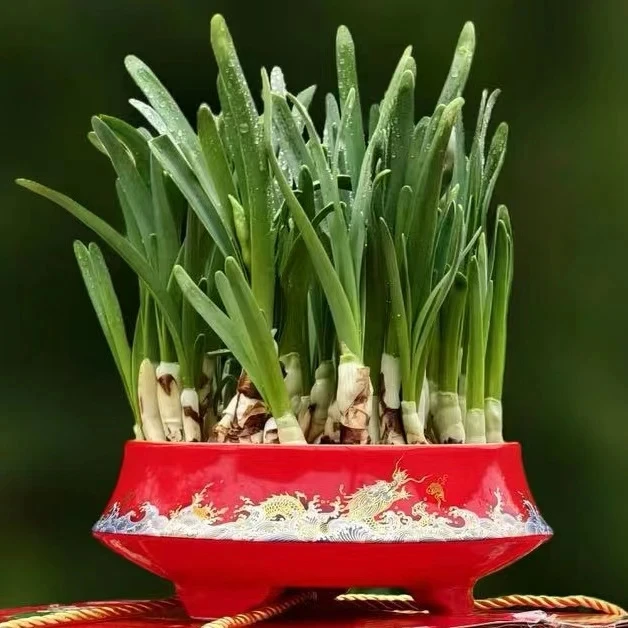 漳州水仙花种球水培植物客厅春节年宵花室内浓香水养花卉盆栽好养