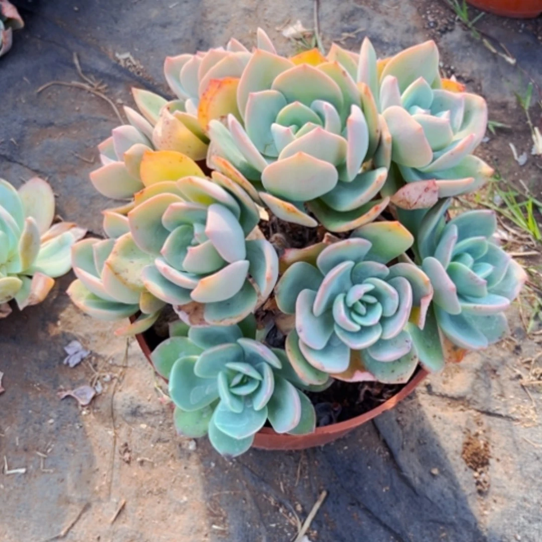 【闪购商品】我****吗凤