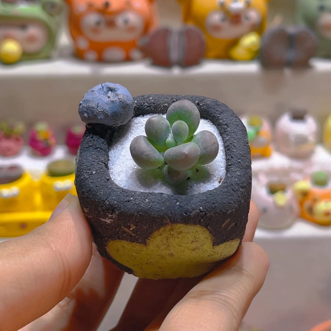 092长毛汤圆带盆带土手工盆