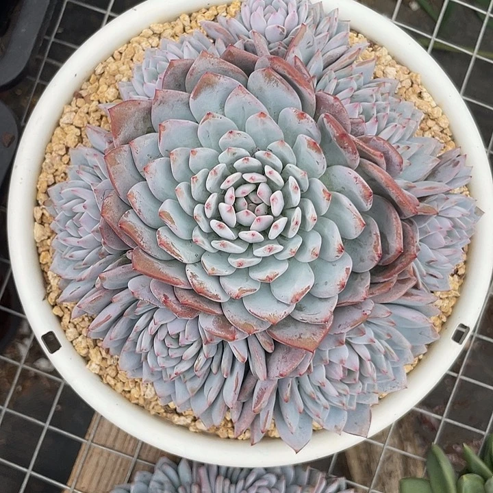 星星橙，完美手捧
