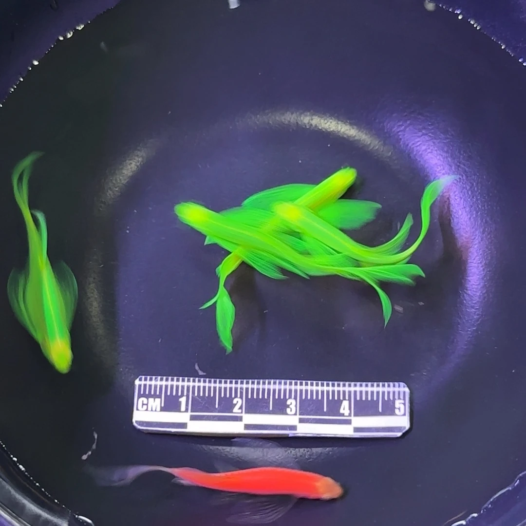 斑马鱼蝶翼斑马4绿1红