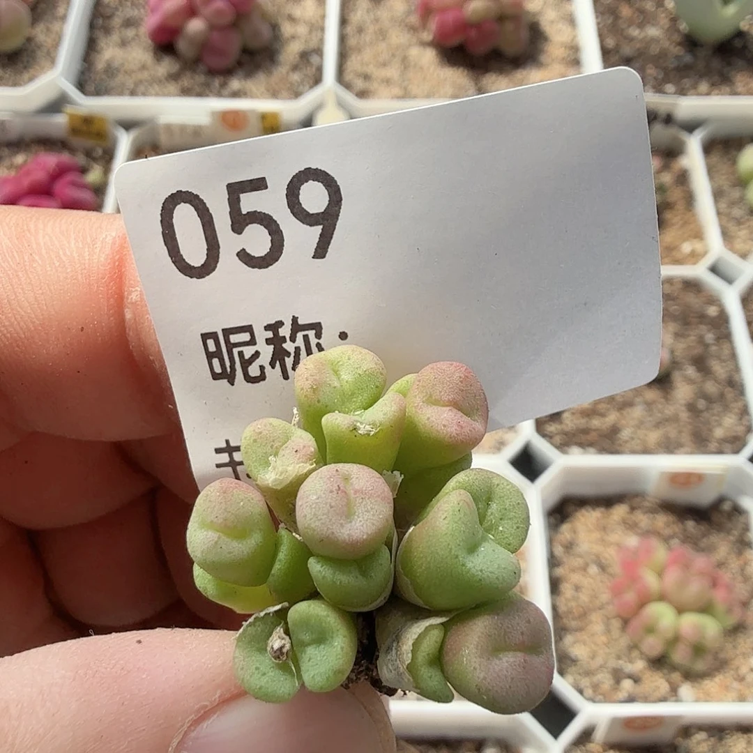 多肉植物多肉植物