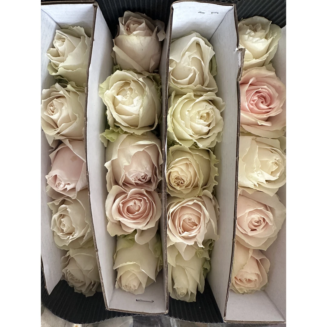 43大头粉白玫瑰10支+苏菲宝贝3支+粉多康10支+粉色单瓣紫罗兰一把