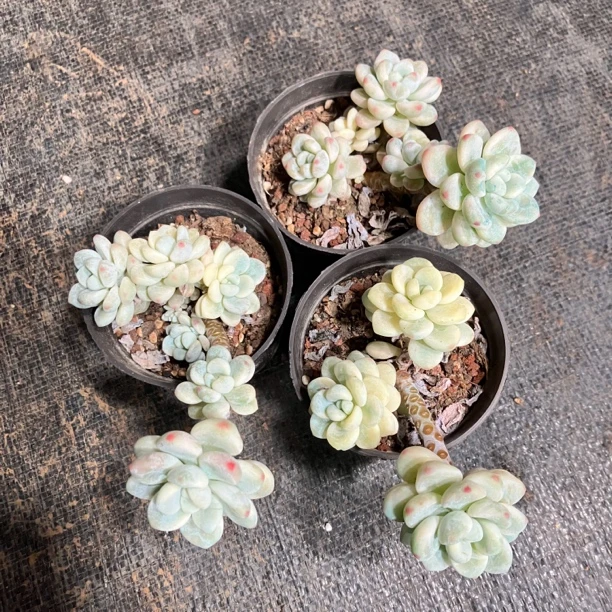 劳尔锦3颗多肉植物