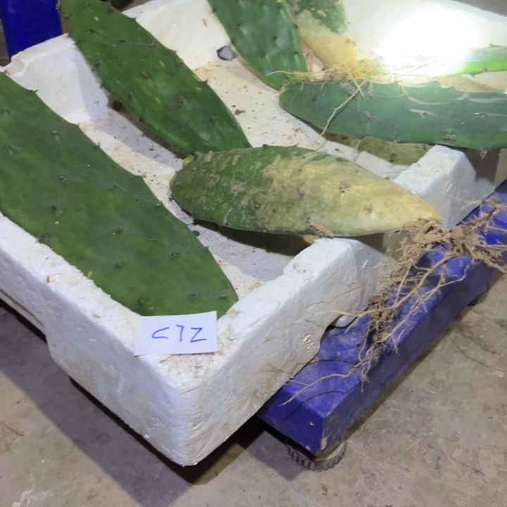 明***好C72七黄大刺叶片30