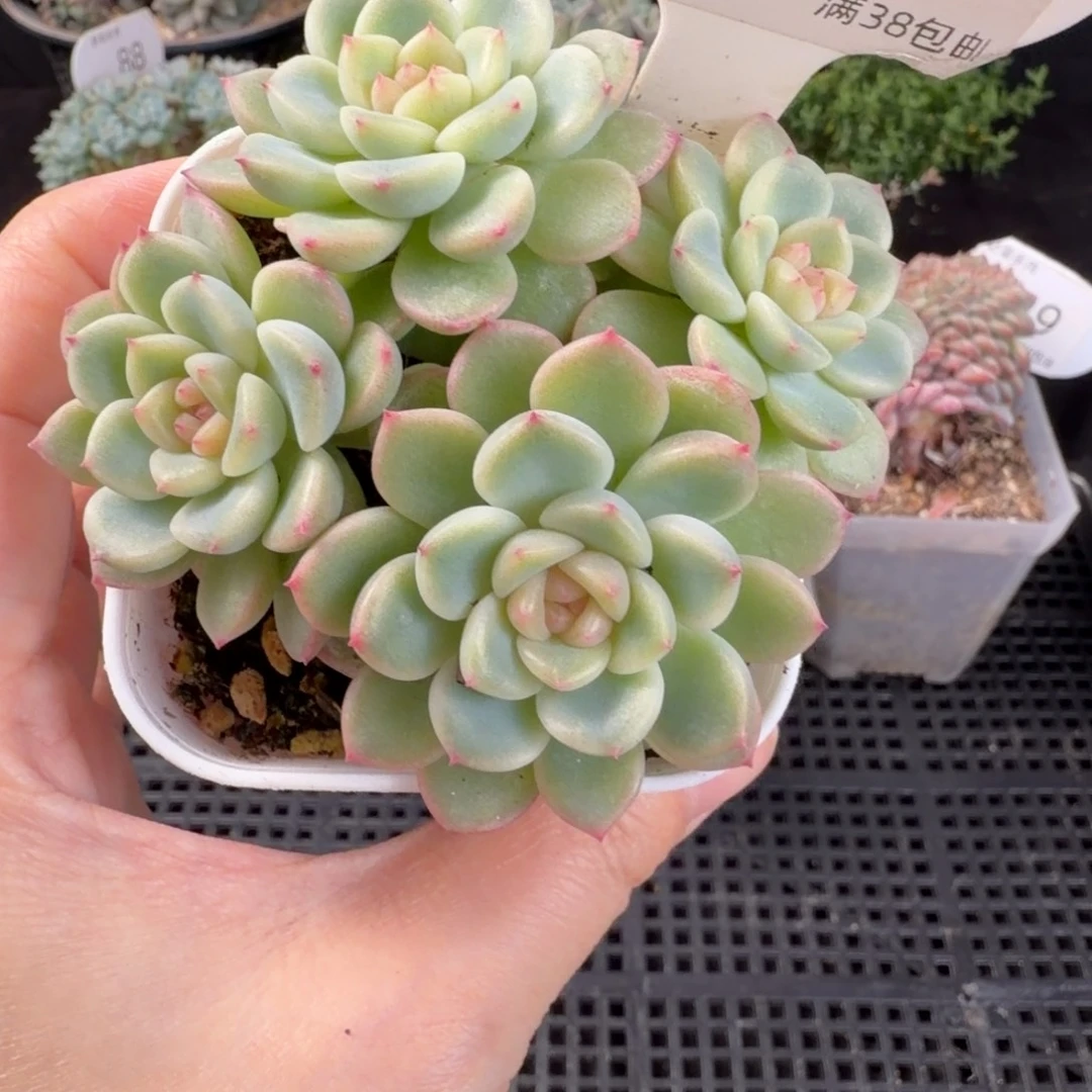 甜心a四头群141号