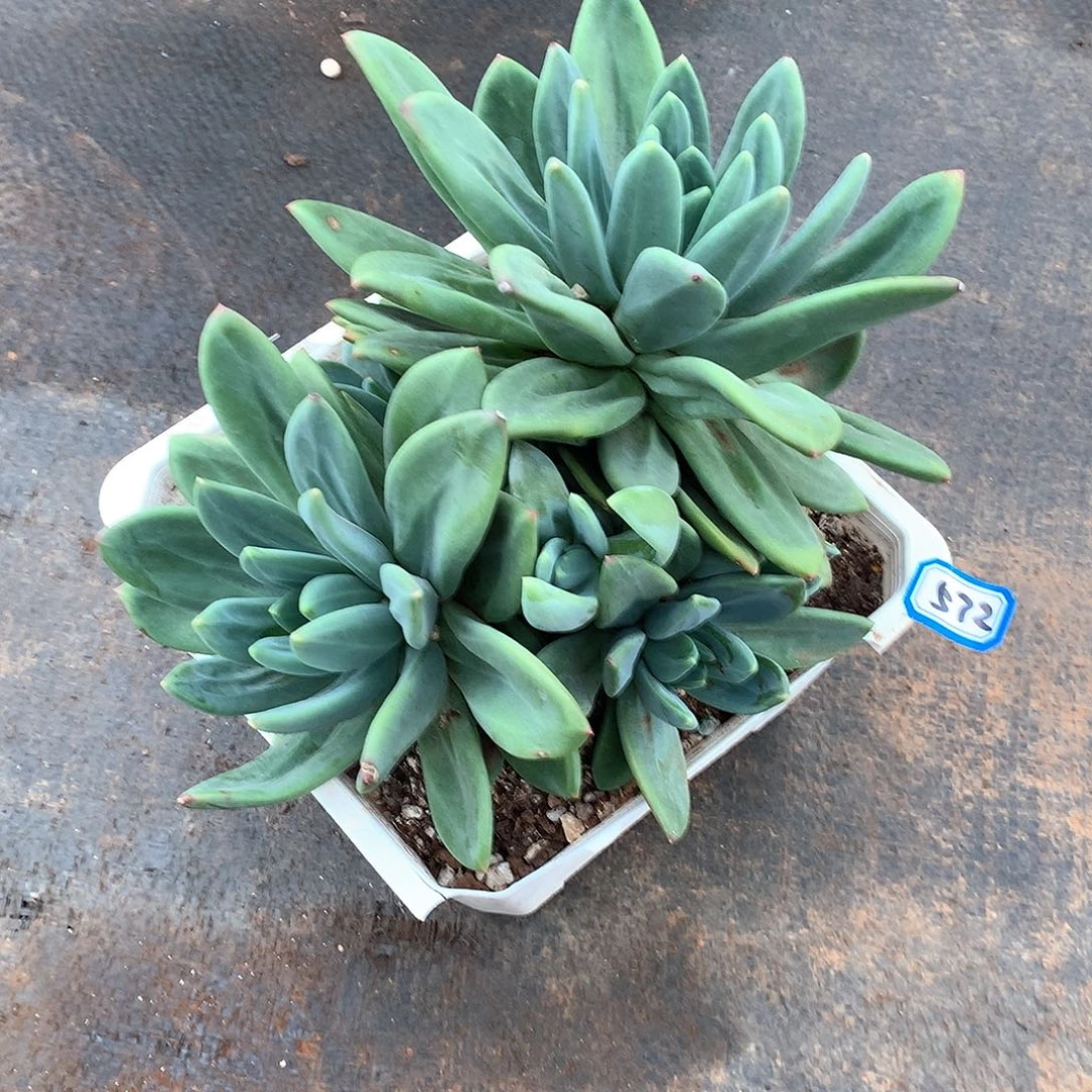 572海洋 一物一拍多肉