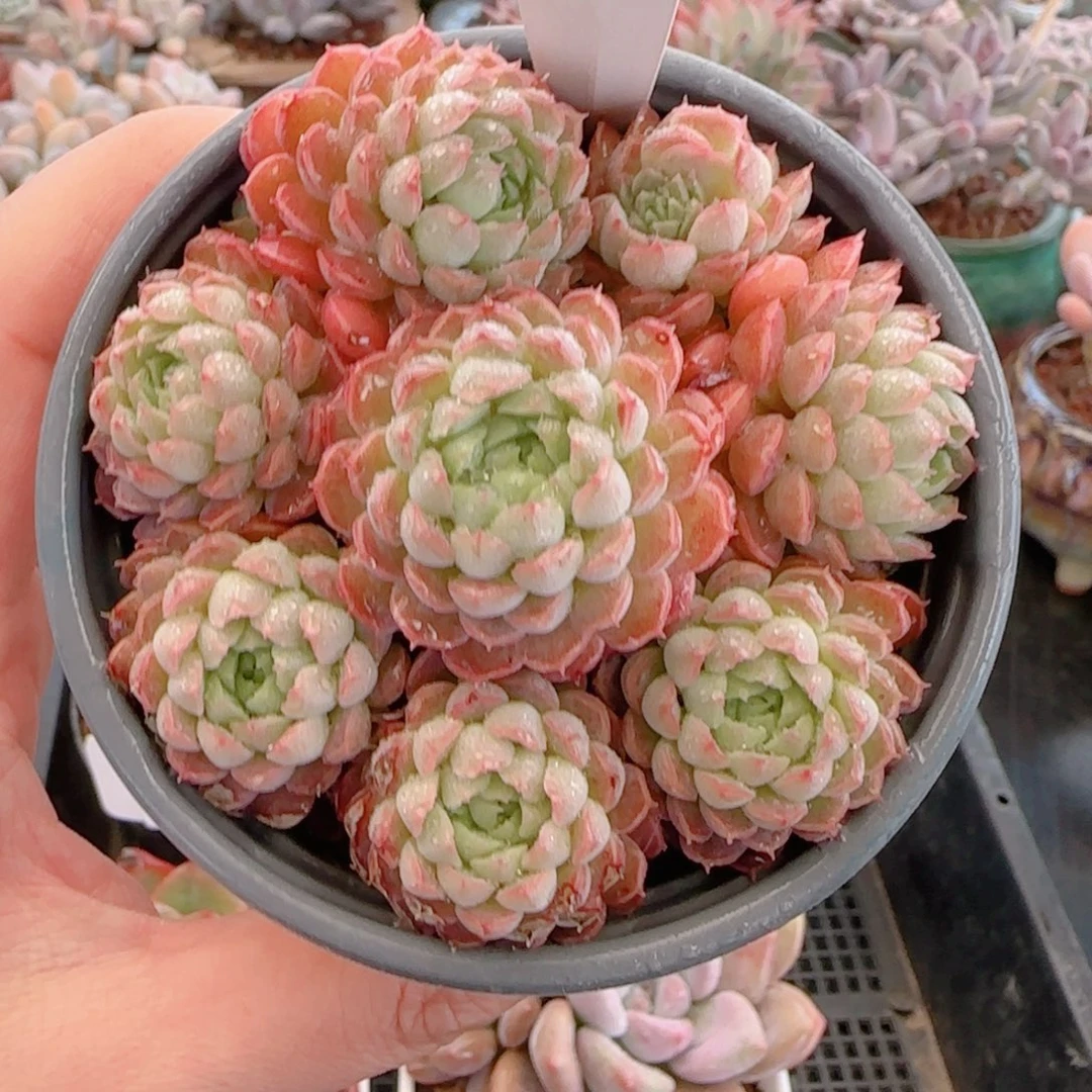 多肉植物8539…………..