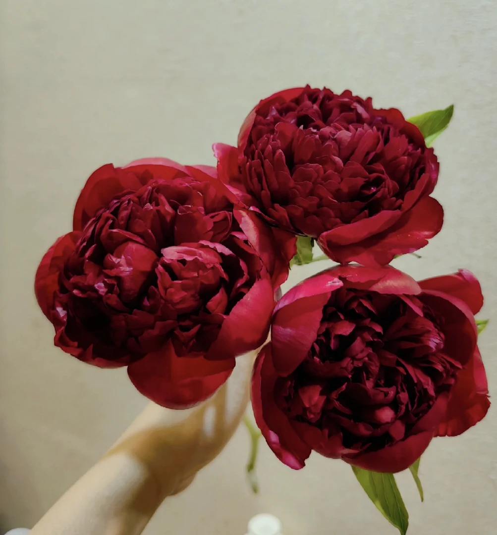 圣诞天鹅绒芍药2-3芽