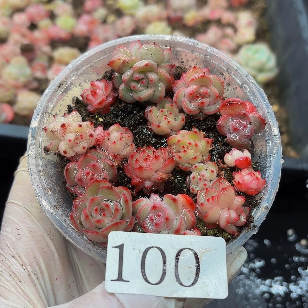 多肉植物多肉植物100