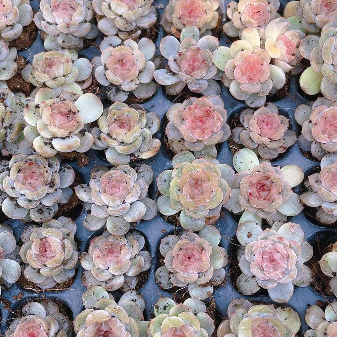 白恋穴一个满25包邮