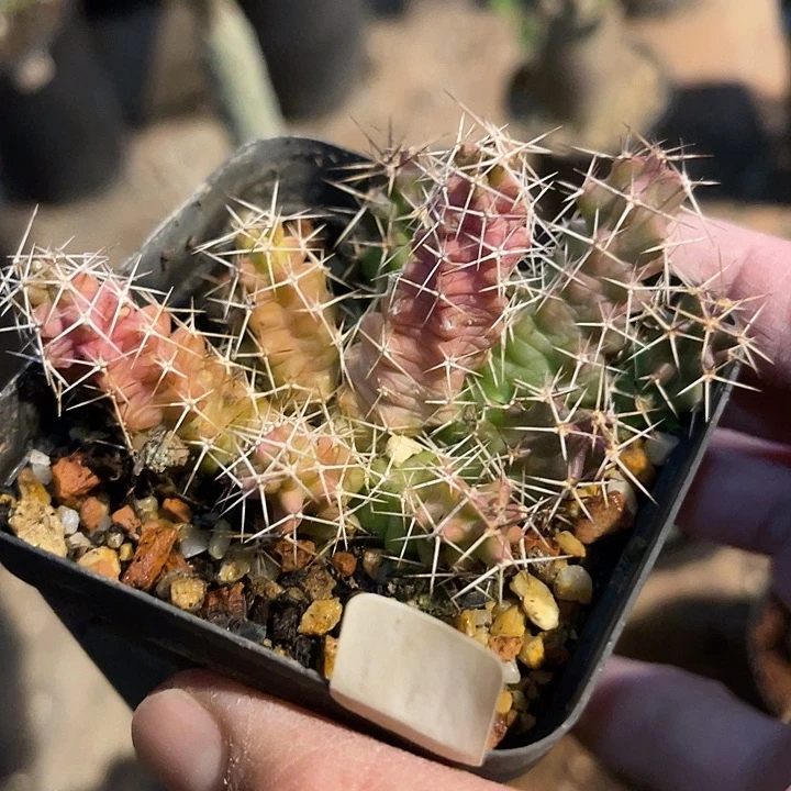 满38包邮2天凑单，脱土晾根发货多肉植物