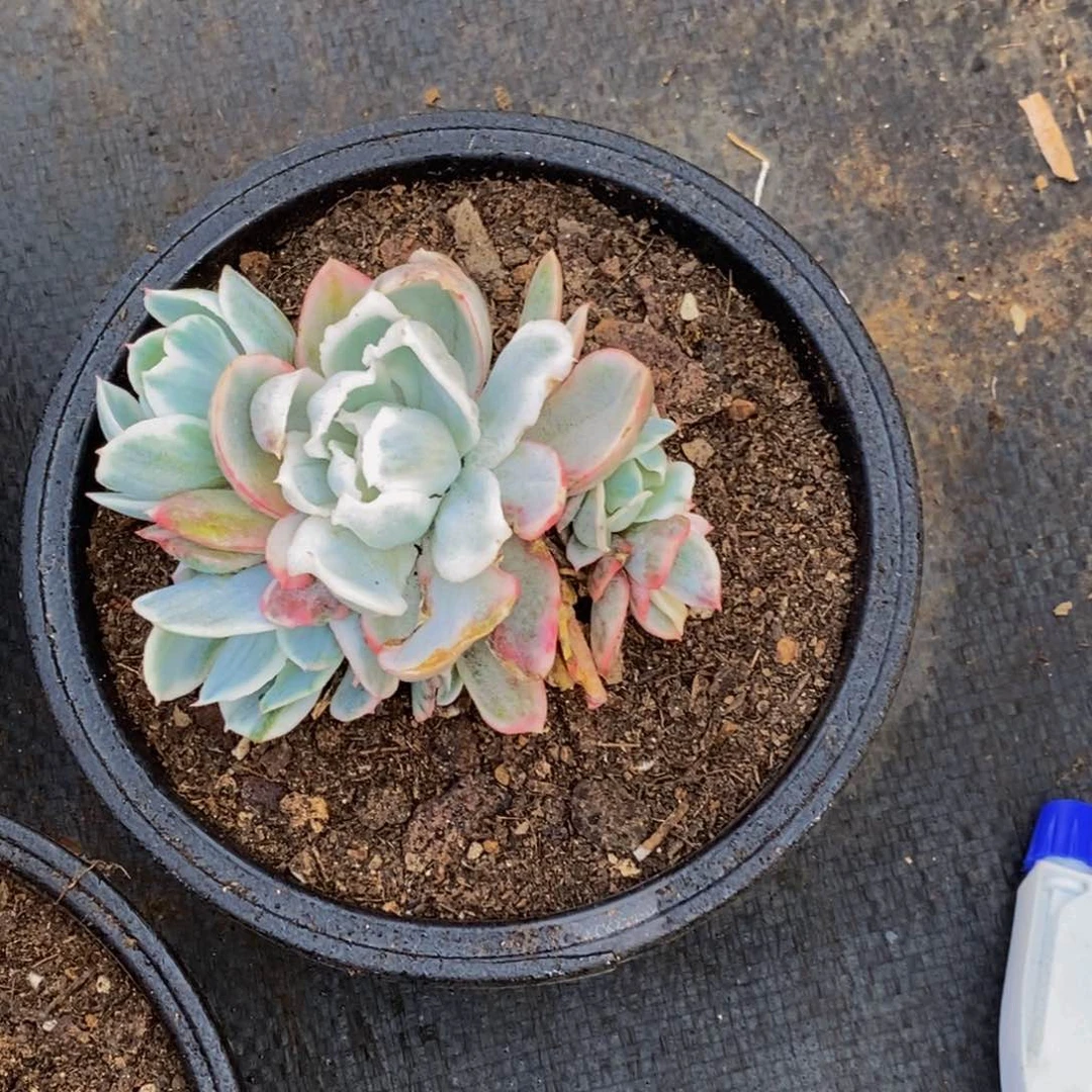 左****湖48包邮一物一拍多肉