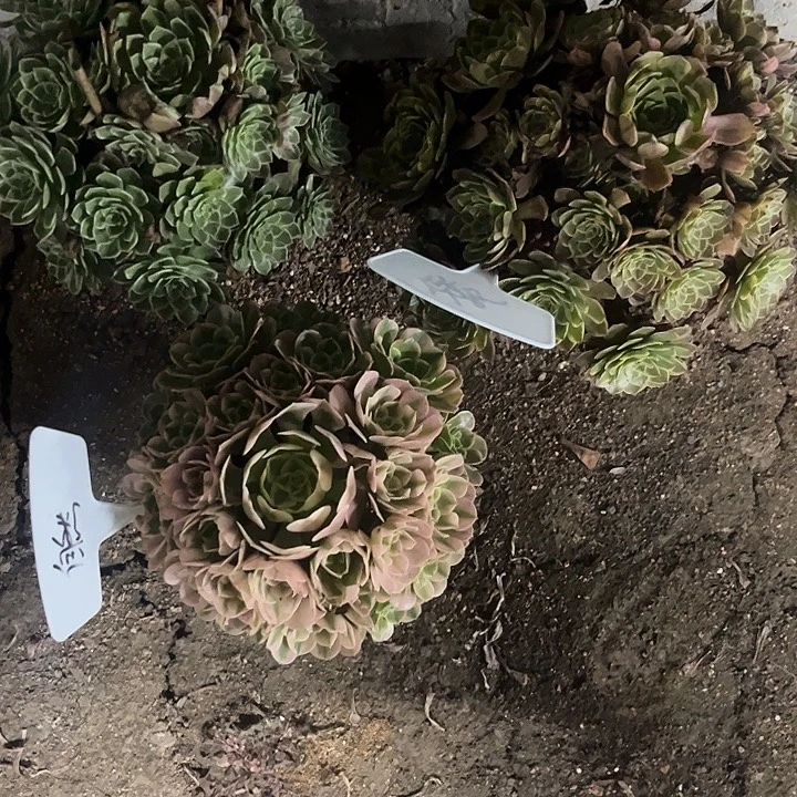 自***然多肉植物寄养发货……