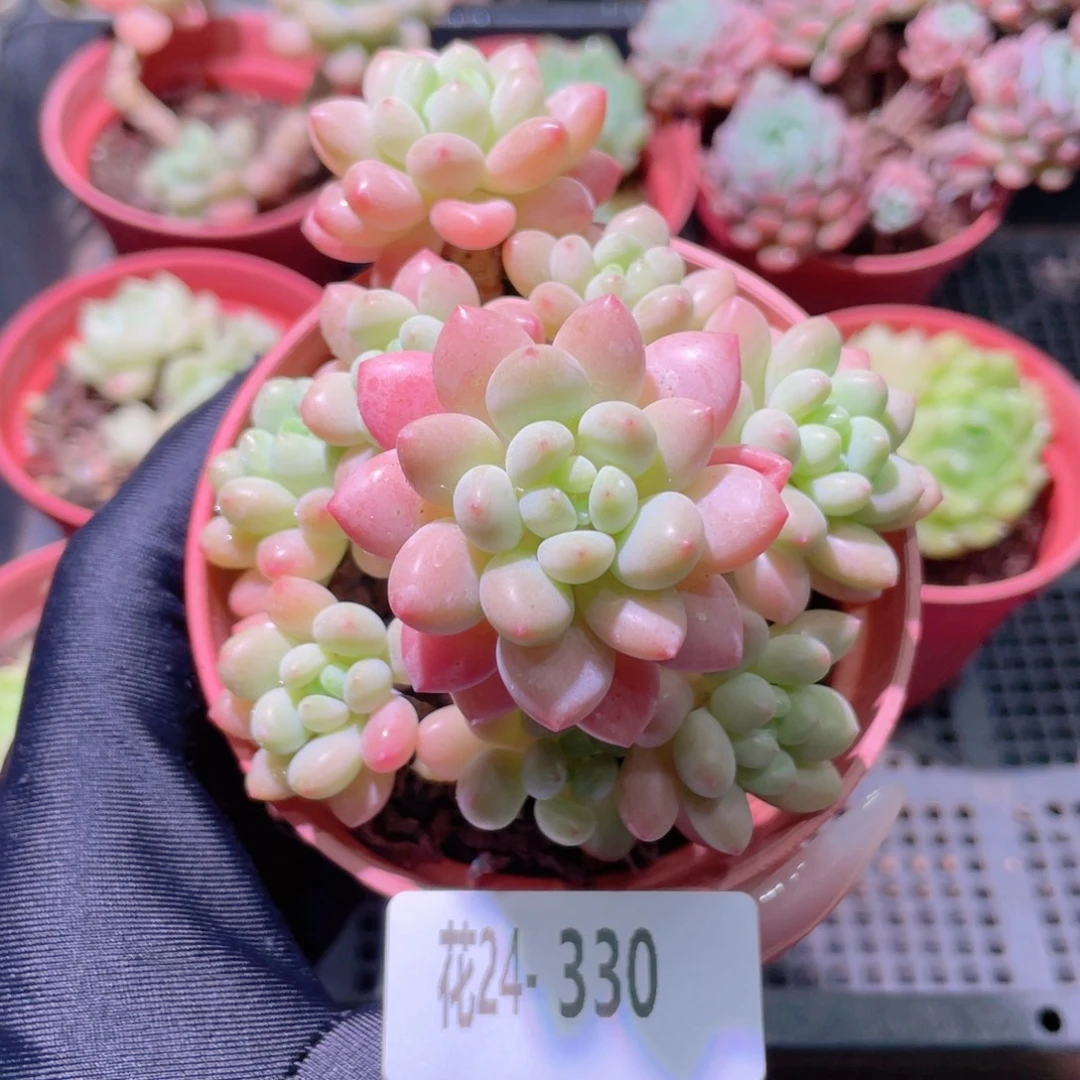 花利美24-330洛可可