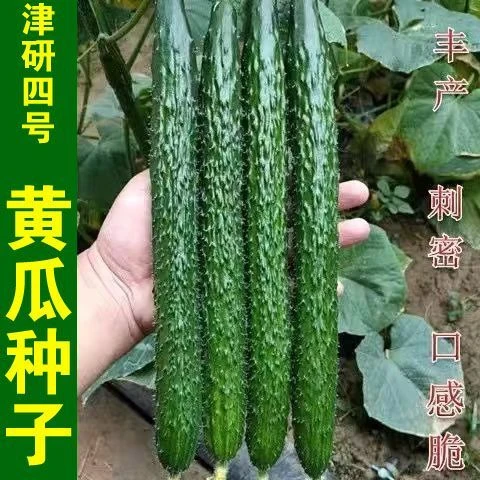 津研四号刺黄瓜种子四季播种蔬菜水果黄瓜种子庭院阳台盆栽青瓜籽