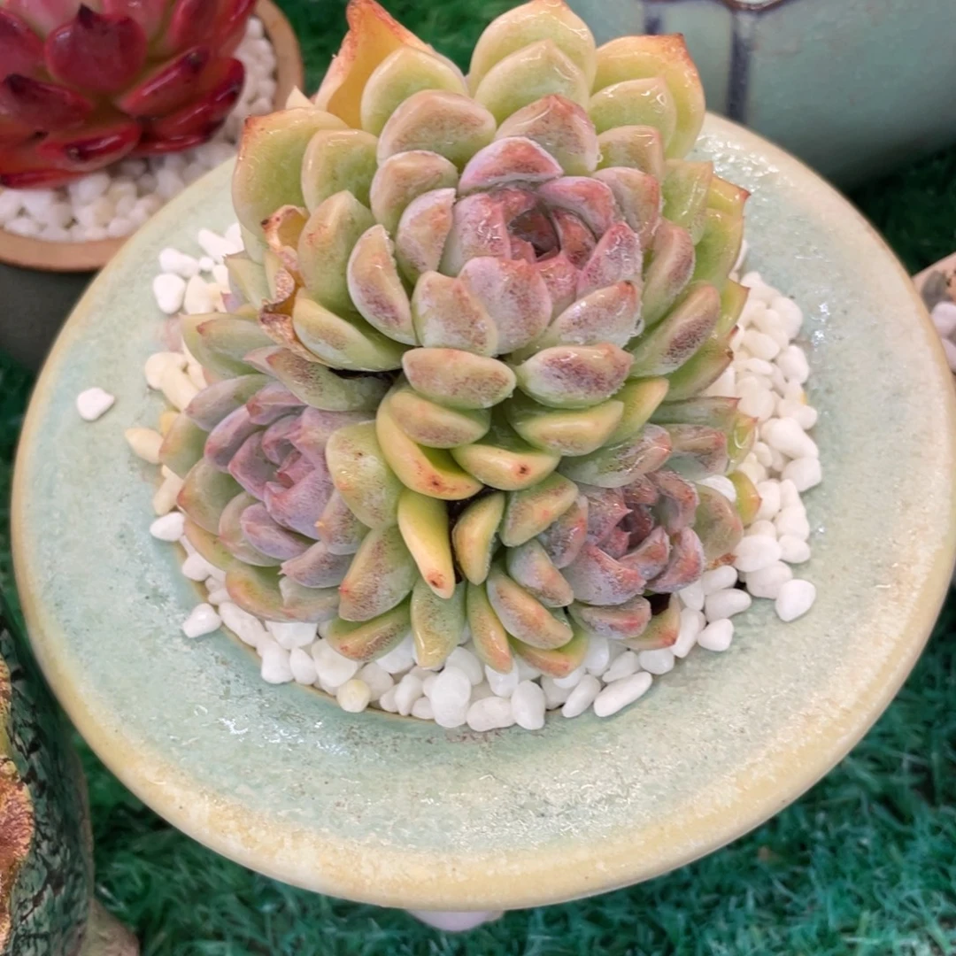 S***麻多肉植物盆栽多肉植物