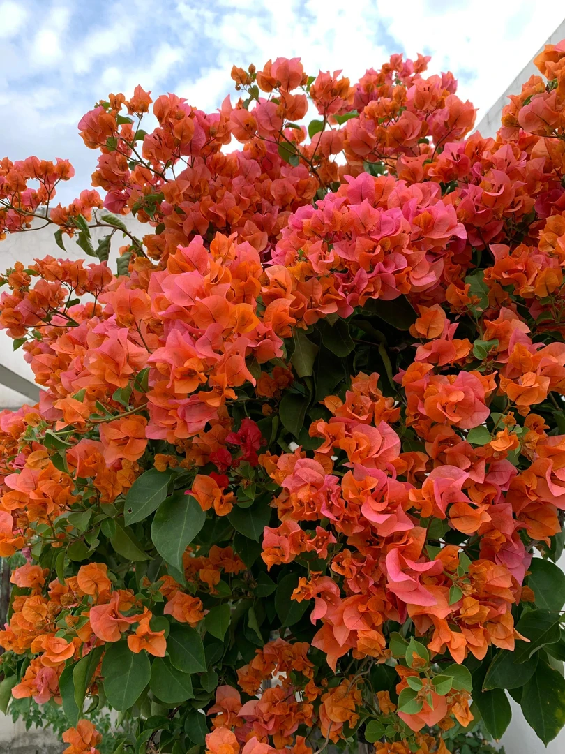 【绿叶橙】直播间一物一拍