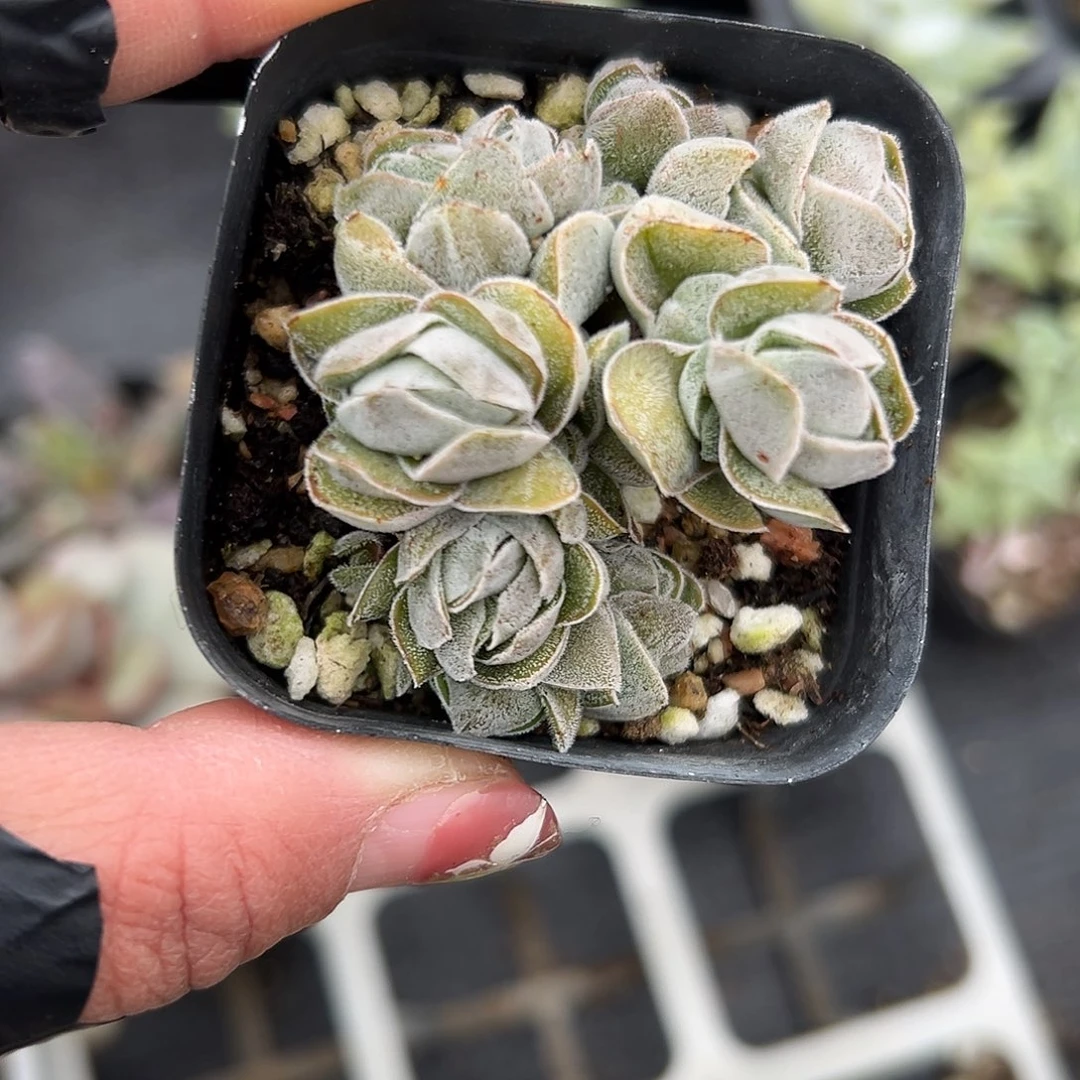 多肉植物多肉植物