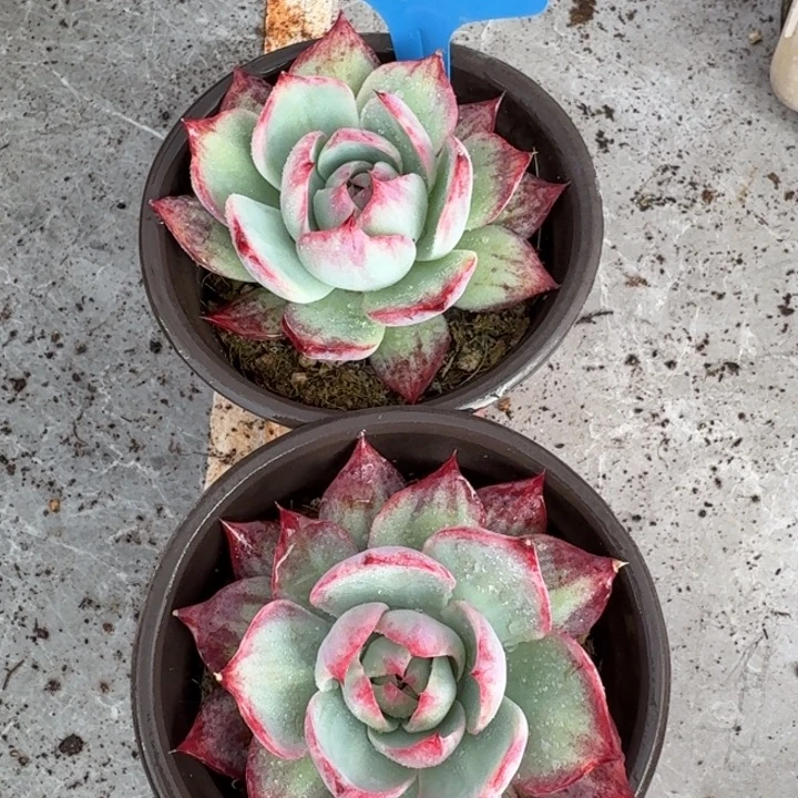 15号惊鸿仙子红红火火