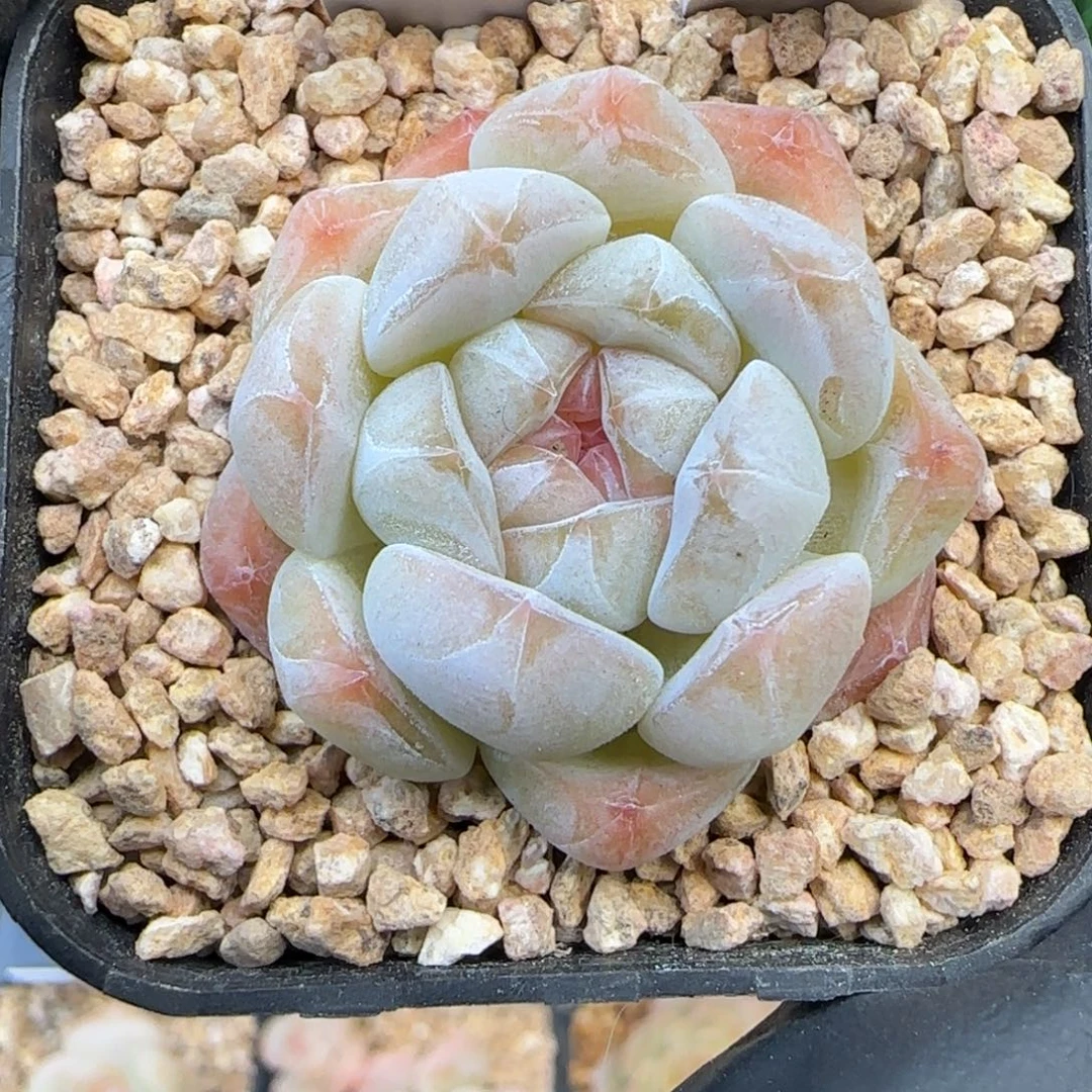 085   星冉   5厘米盆