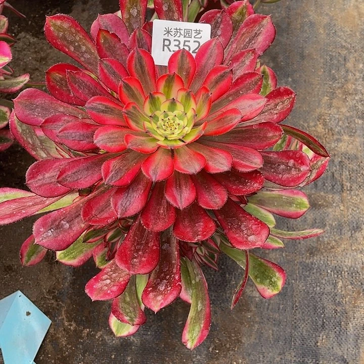 352多肉植物的生长