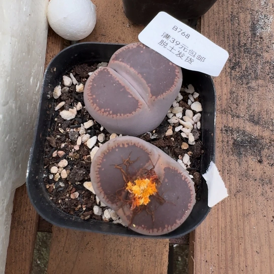 768多肉哈哈哈哈哈哈哈