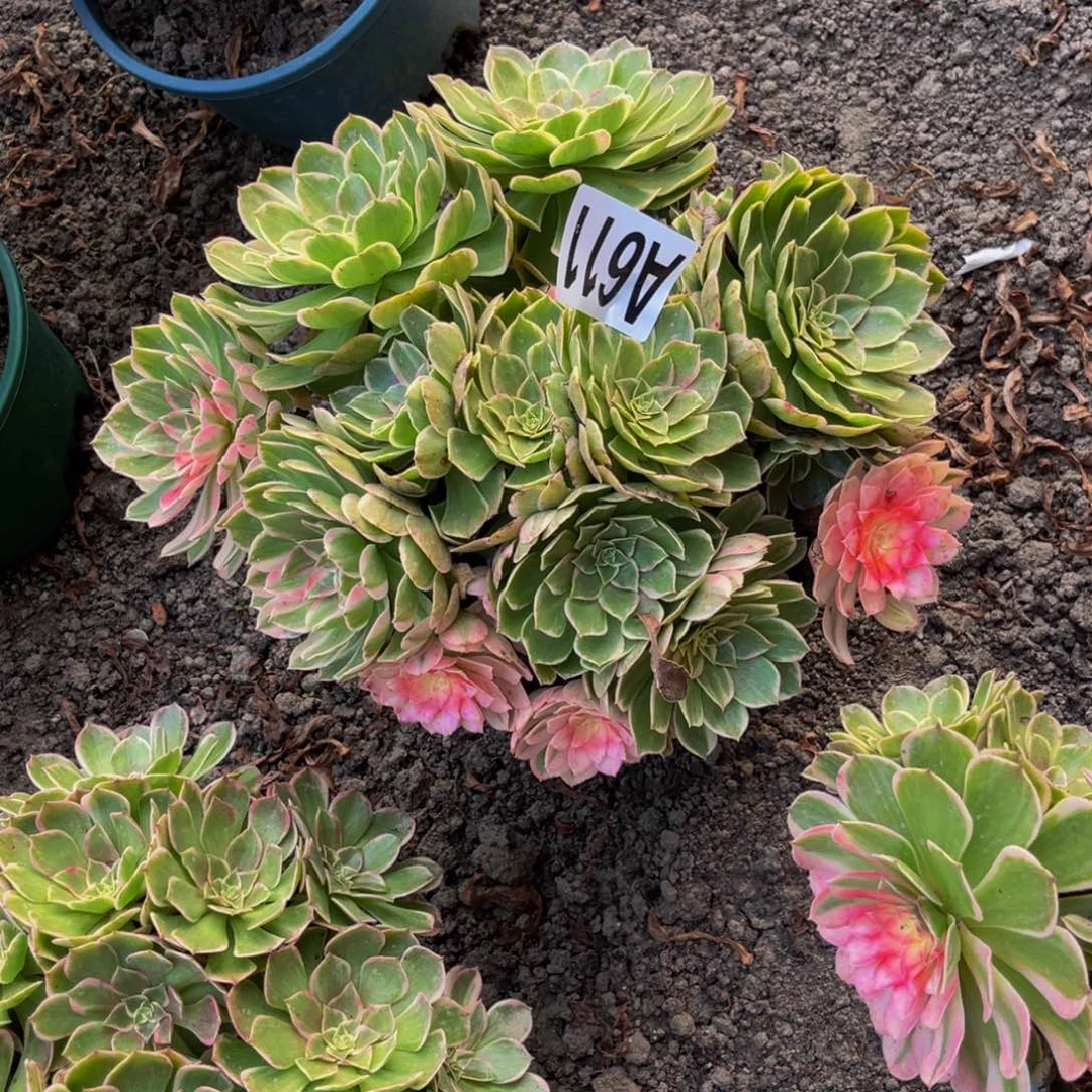 万紫法师16////39包邮